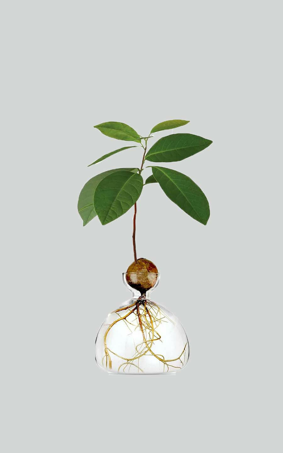 Transparant Woonaccessoires